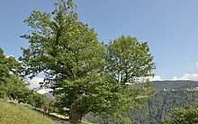 Gaztainondoak xertatzeko ikastaroa Elizondon