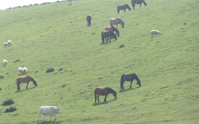 Urbasa-Andia natur parkean 34.805 abelburu izan ziren joan zen urtean