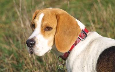 Txakurrak aske ibiltzeko sei gune prestatu ditu udalak