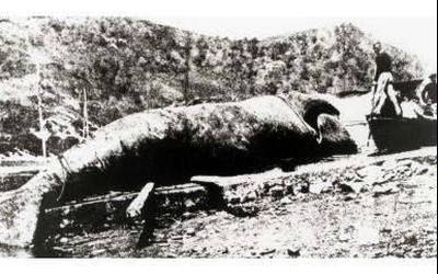 Kantauri itsasoko azken balea, 1901ean oriotarrek ehizatua