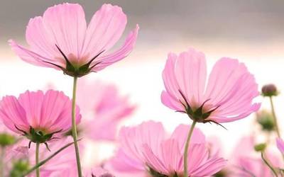 Vicenen loreak