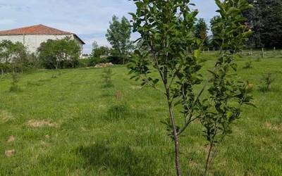 Aizkorben eta Mikorena etxean segida du bertako barietateen proiektuak