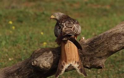 Miru gorria (Milvus milvus)