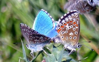 Animalien edertasuna argazkietan
