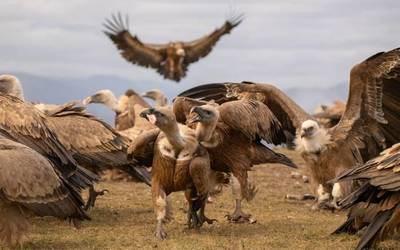 Areagotu egin da saiek ahul dauden animaliei egindako eraso kopurua