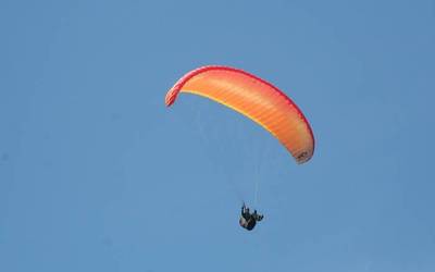 Parapentelaria larri zaurituta