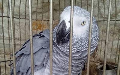 Loro bat lapurtu dutela salatu dute Luiaondon