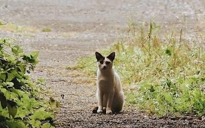 EH Bilduk leporatu dio Urduñako udal gobernu taldeari animalien ongizatea txarto kudeatzea