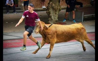 San Roke Txiki eguneko zezenak argazkitan