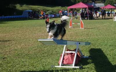 350 txakur lehiatuko dira Artziniegako agility proban