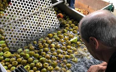 Martxan da zukua eta sagardoa egiteko denboraldia