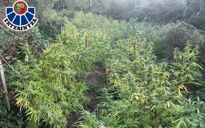 Bi atxilotu Aretxabaletan, zuhaitz eremu batean 300 marihuana landare aurkitu ostean