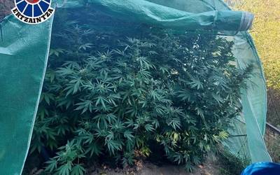Beste atxilotu bat Aretxabaletan, "marihuana-plantazioen arduradun" izateagatik