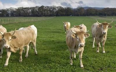 Nafarroako Aratxearen Eguna ospatuko da igandean Larraintzarren