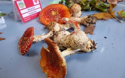 Mikologia elkarteko sortzailearen omenez