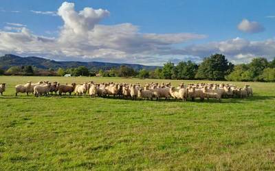3 serotipoa Asparrenera era Arraia-Maeztura iritsi da